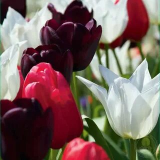 Late spring
