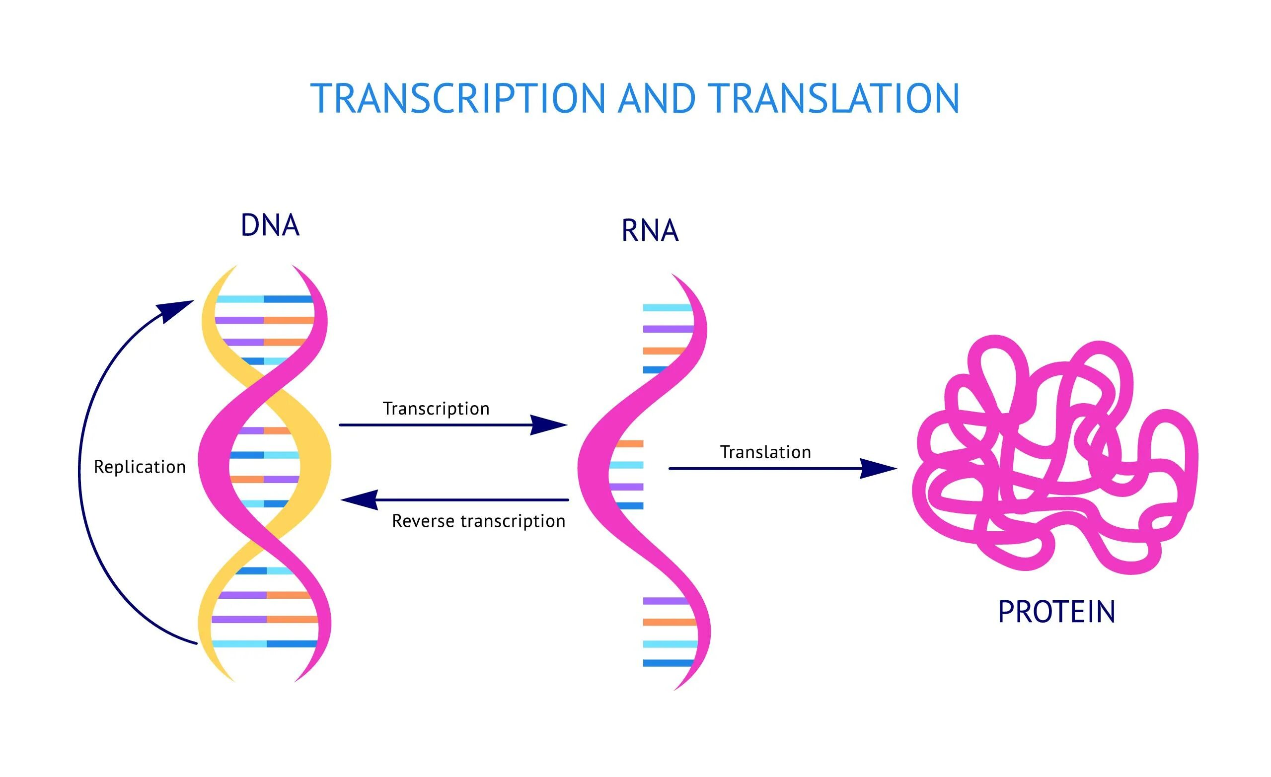 Днк рнк человека. Модель РНК. ДНК И РНК. DNA RNA Protein. Спираль РНК.