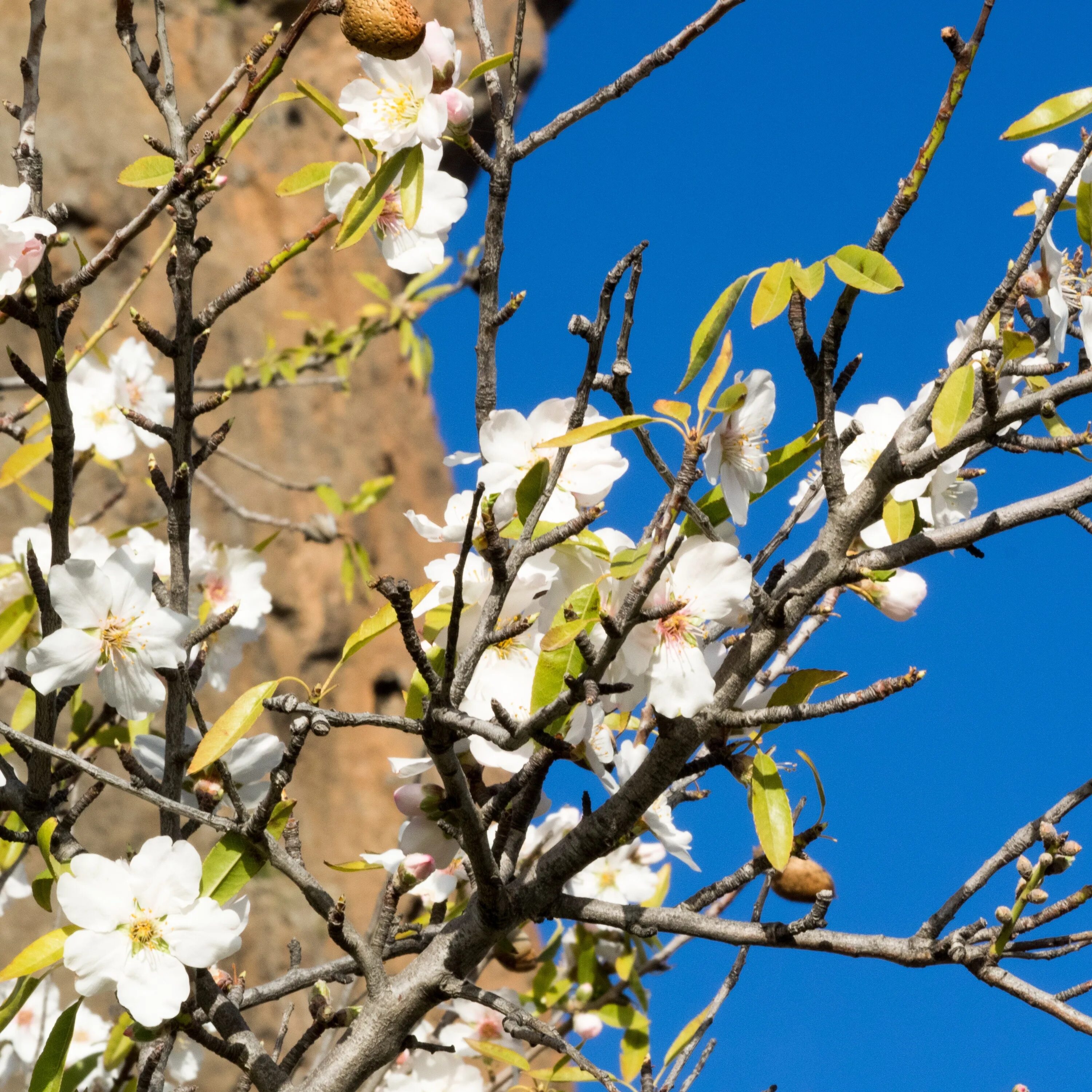 Almond blossom. “Пробуждение весны” Ведекинда. Цветущая ветка миндаля. Весенняя природа. Природа весной.