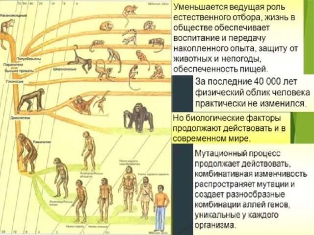Эволюция человека от обезьяны. Возможная Эволюция человека. Роль огня в эволюции человека. Фактора развития примата в человека.