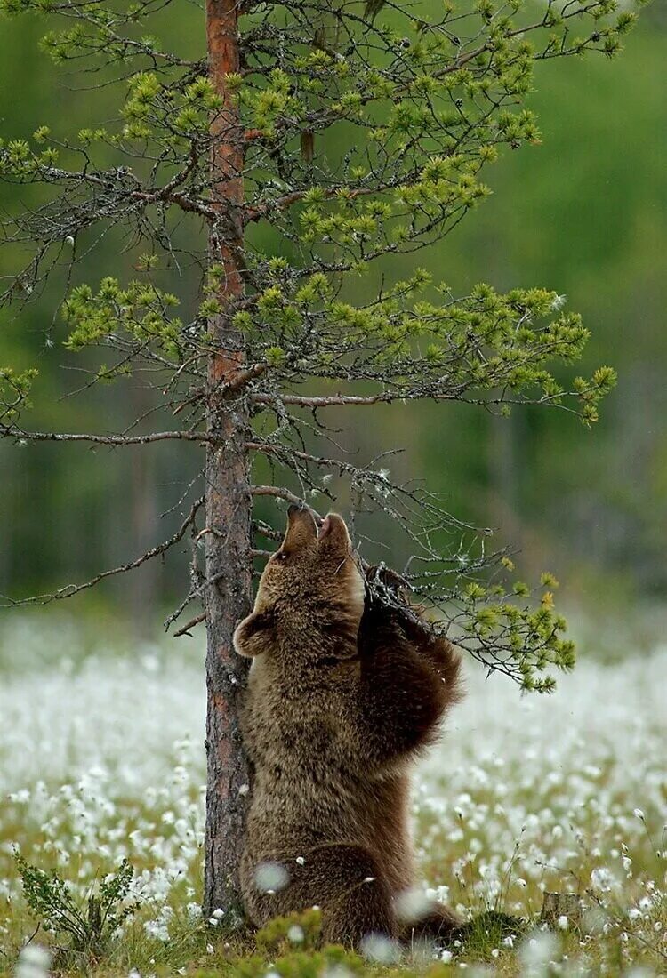 Лес медведи весной. Природа и животные. медведь в природе. животные весной в лесу. дикая природа.
