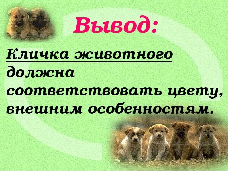 3 клички животных. Клички животных. прозвища животных. большая буква в кличках животных. имена для животных.