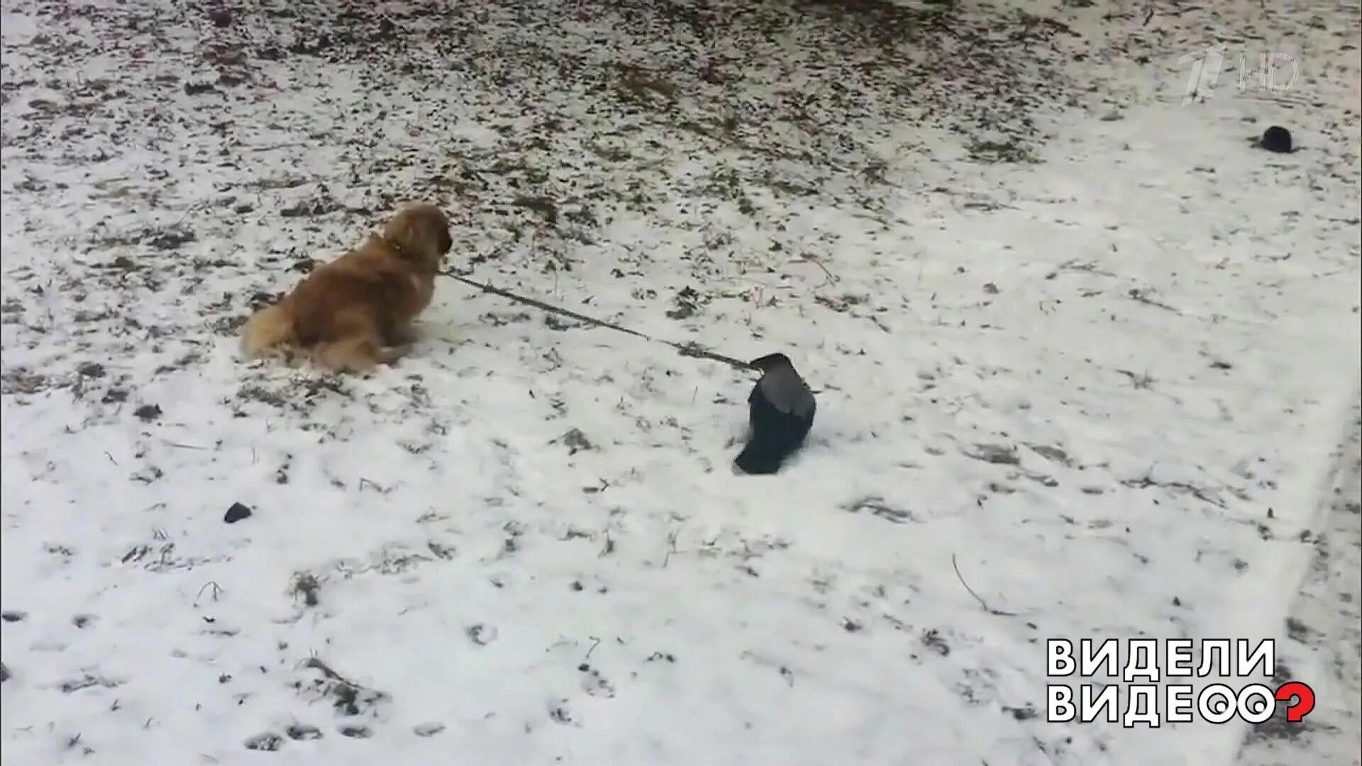 Видели видео 8. Видели видео собака Вася. Видели видео 14.05 собака.