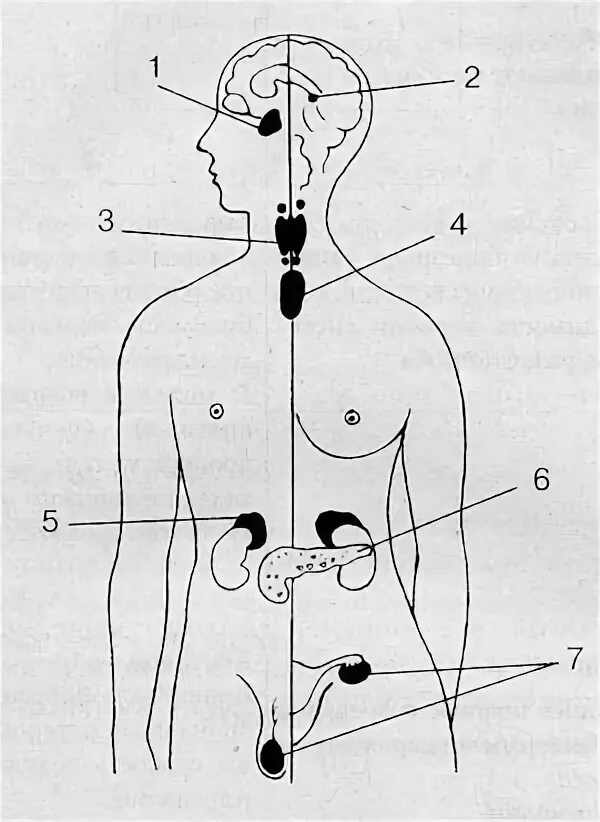 Схема желез внутренней секреции. Железы внутренней секреции человека рисунок. Эндокринные железы схема. Расположение желез эндокринной системы. Рисунок эндокринной системы человека