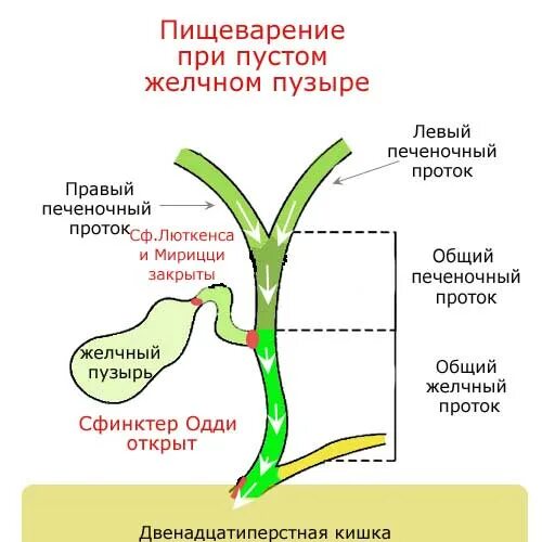 Сколько времени длится желчного пузыря. Сфинктеры желчного пузыря. Сфинктеры желчных протоков. Сфинктеры желчевыводящих путей.