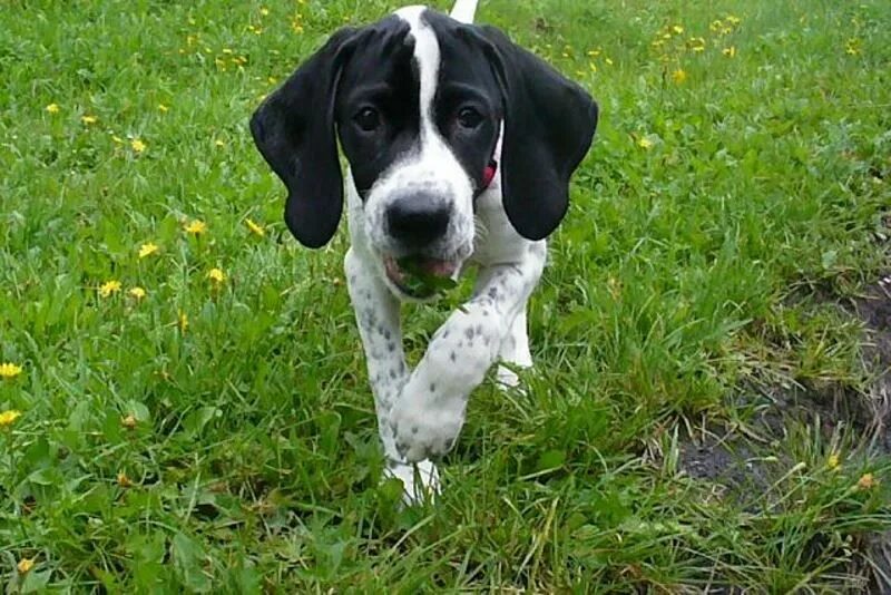 puppy biting clothes and hands Cheap - OFF 63