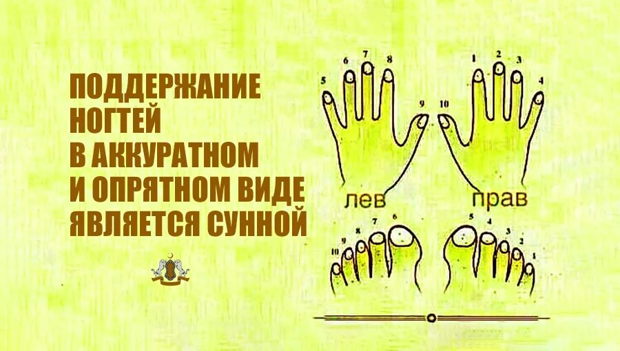 Во время уразы можно ли стричь ногти. Ногти по исламу. Как стричь ногти по Сунне фото. Как правильно подстричь ногти по исламу. Сунна ногти стричь как правильно.