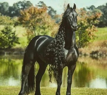 Самая дорогая лошадь в мире - 98 фото