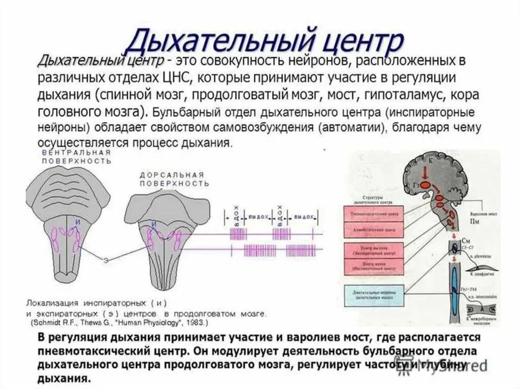 Содержит центры дыхательных рефлексов. Структурно-функциональная организация дыхательного центра. Регуляция дыхания продолговатый мозг. Регуляция деятельности дыхательного центра. Дыхательный центр продолговатого мозга.