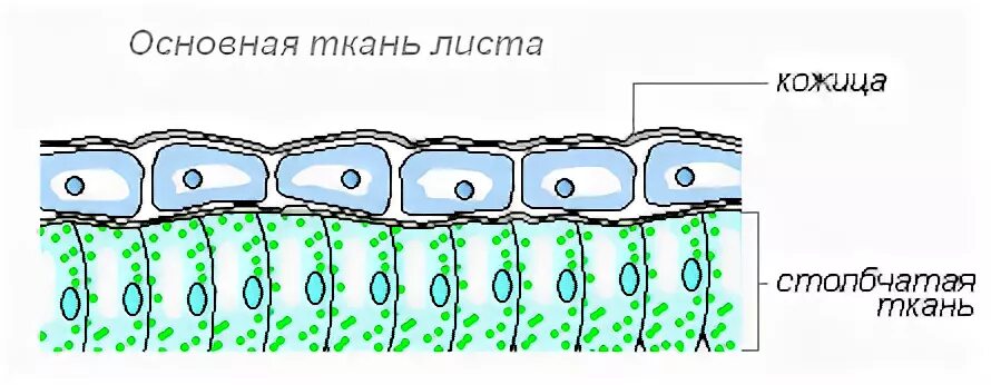 Столбчатая основная ткань выполняет функцию. Столбчатая ткань изображение клетки ткани. столбчатая ткань и губчатая ткань. клетки столбчатой ткани листа. столбчатая ткань рисунок клетки.