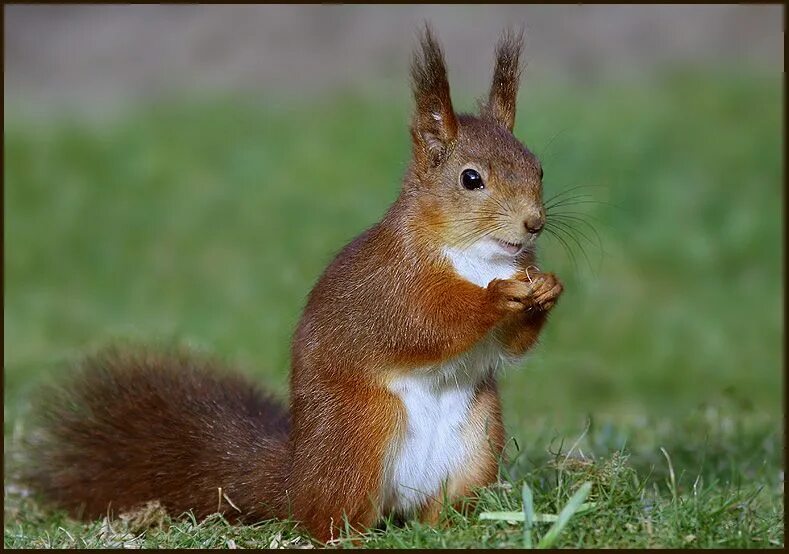 Заяц белка. Sciurus vulgaris. Белка и заяц. Обыкновенная белка. Белка заяц лиса.