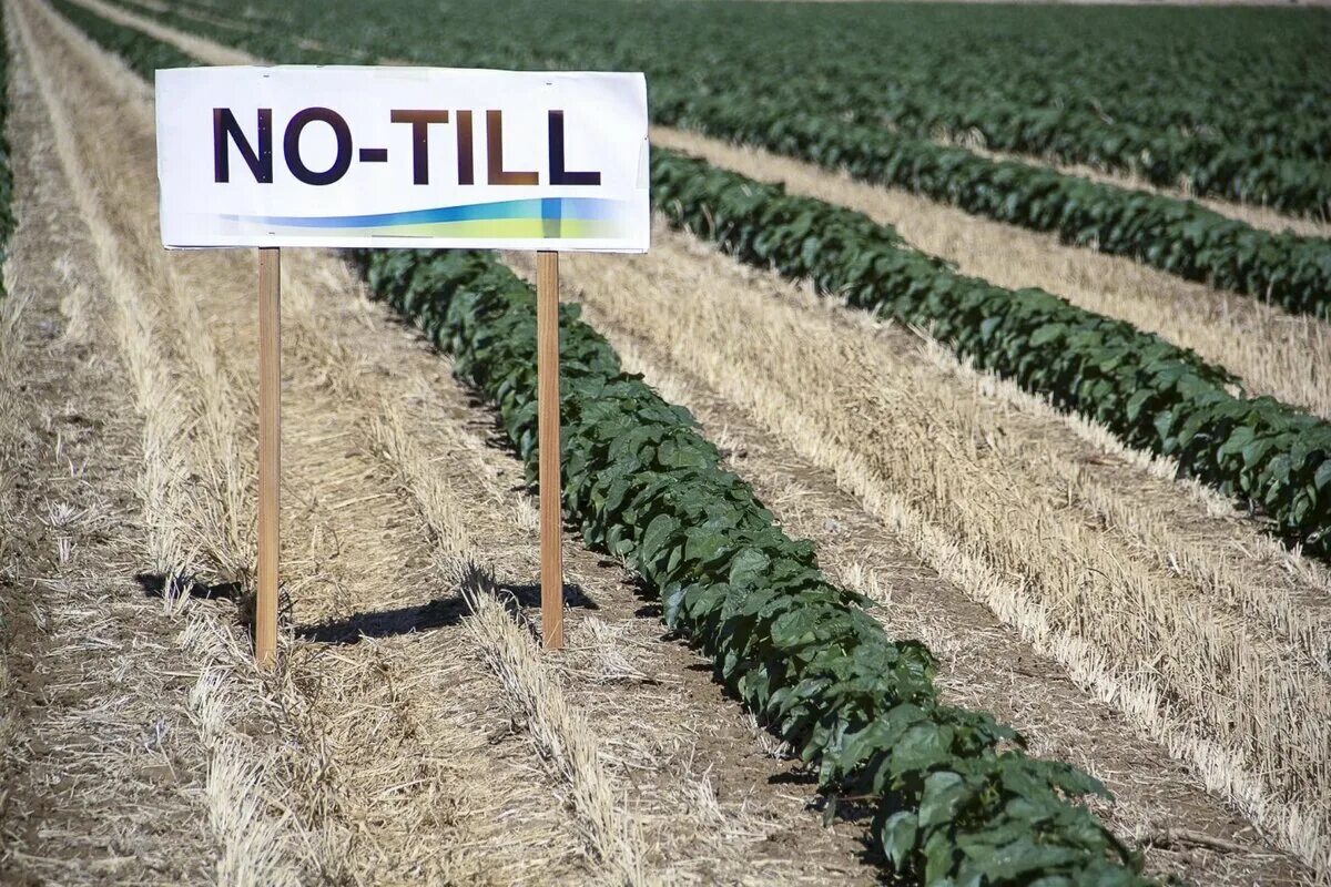 Ноу-Тилл технология. Ноутил технологии в сельском хозяйстве. Система нулевой обработки почвы no-till. Технология ноу Тилл в сельском хозяйстве.