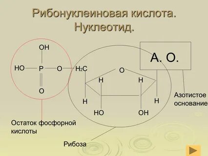 Рибонуклеиновая кислота