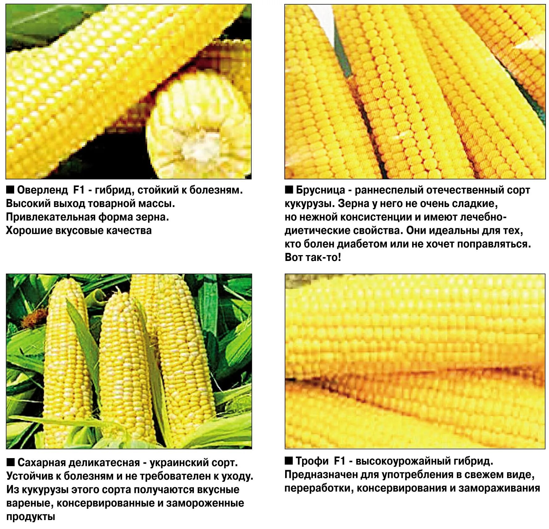 Сорта и гибриды кукурузы. Кукуруза сахарный початок. Товарные сорта кукурузы. Кукуруза описание.