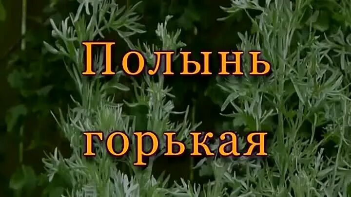 Гармонь полынь трава песня. Трава полыни горькой. Полынь Полынь Полынь трава. Полынь трава песня.