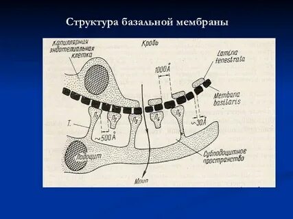Базальная мембрана базальная пластинка