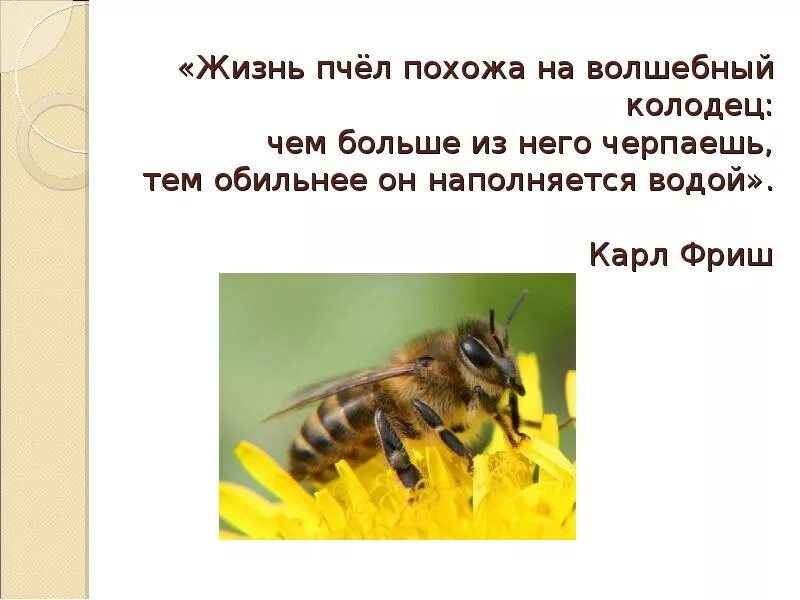 Текст про пчел. Интересное о пчелах. Пчела для презентации. Пчела тема. Проект про пчел.