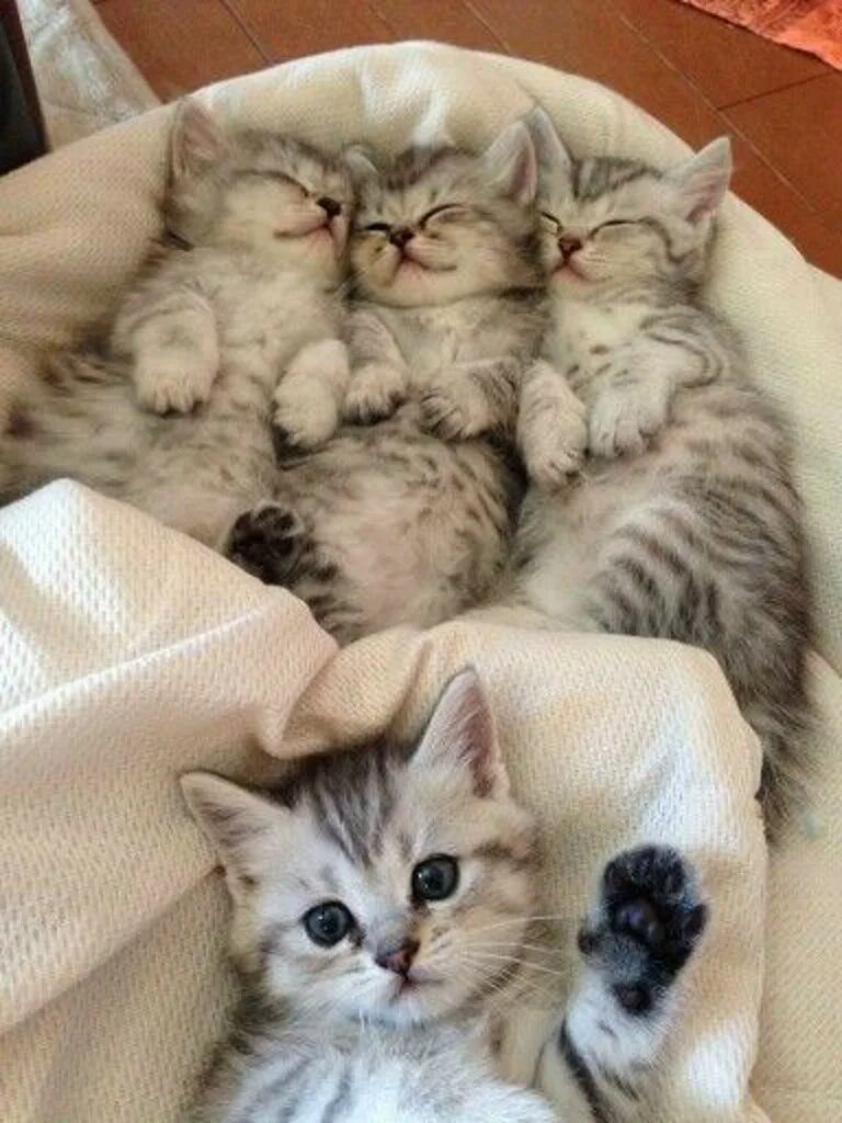 Сон 3 котенка. Чудные котята. милые сонные котики. котятки спят. милые котята много.