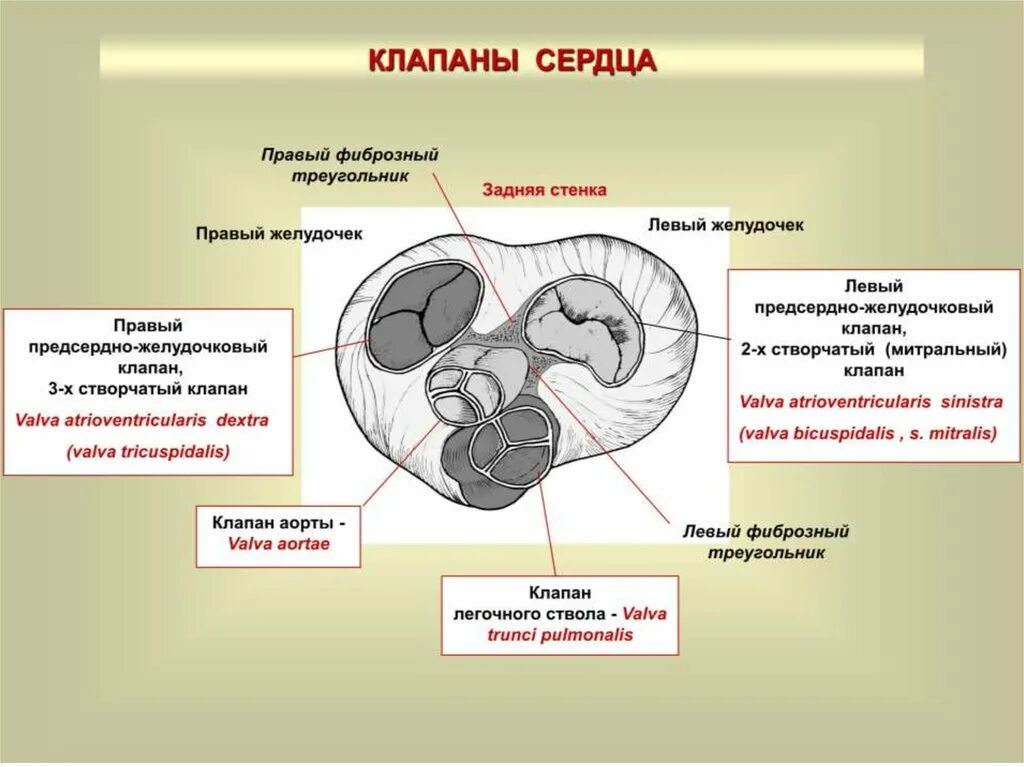 Строение предсердно-желудочковых клапанов. Функция предсердно желудочкового клапана. Строение левого предсердно желудочкового клапана. Строение клапанов сердца фиброзное кольцо. Клапан правого предсердно желудочкового отверстия