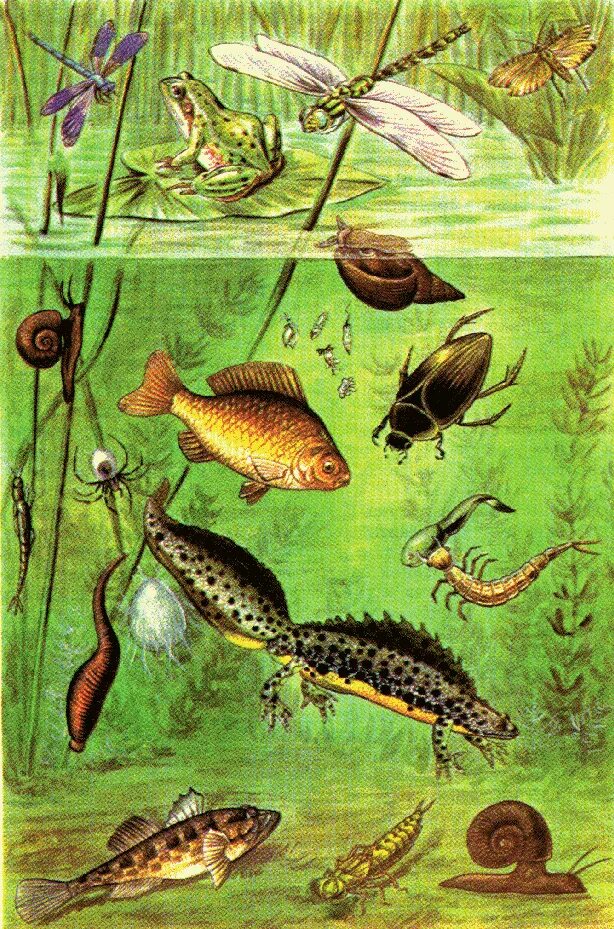 Экосистема пруд биоценоз. Пресноводные обитатели. Обитатели пруда. Обитатели пресных водоемов.