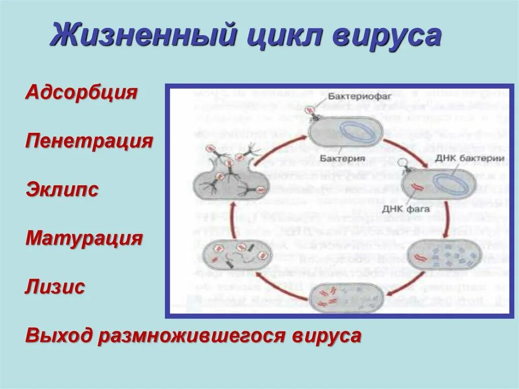 Жизненный цикл вирусов бактерий. Цикл вируса ЕГЭ. Жизненный цикл вируса схема. Жизнедеятельность вируса схема.