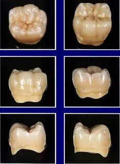 46 зуб анатомия
