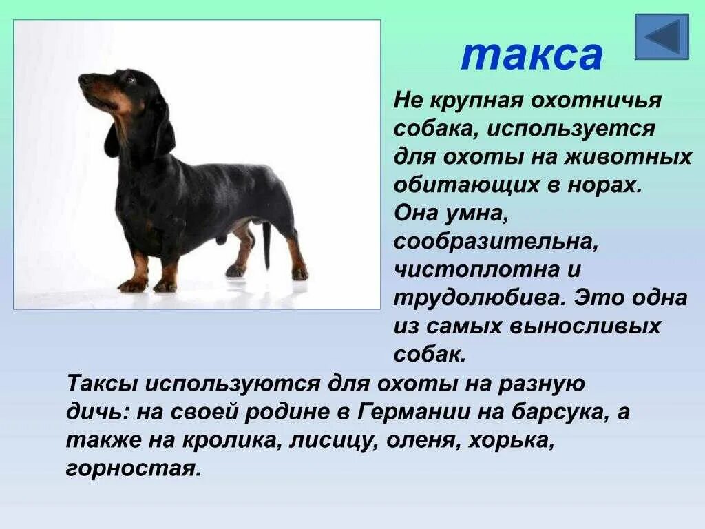 Мой пес по кличке уши сочинение. Такса описание породы для детей краткое содержание. Интересные факты о таксах. Интересные факты о домашних собаках. Интересные факты про породистых собак.