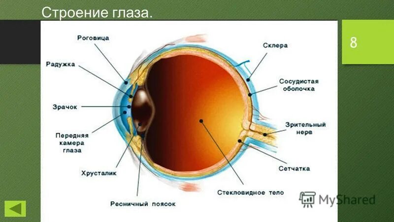 Структура строения глаза. Строение оптического аппарата зрительного анализатора. Строение глаза с названиями его частей. Строение глаза. Тип строения глаза.