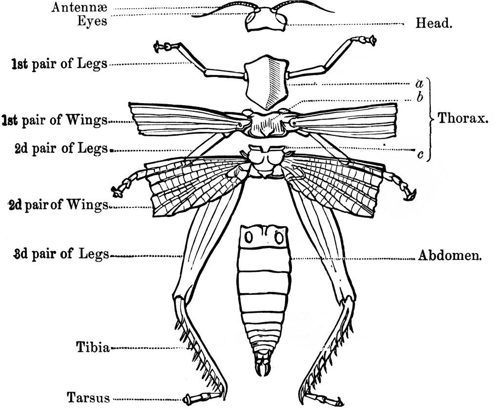 Скелет насекомых. Внешний скелет насекомых. Строение скелета насекомых. У насекомых есть скелет.