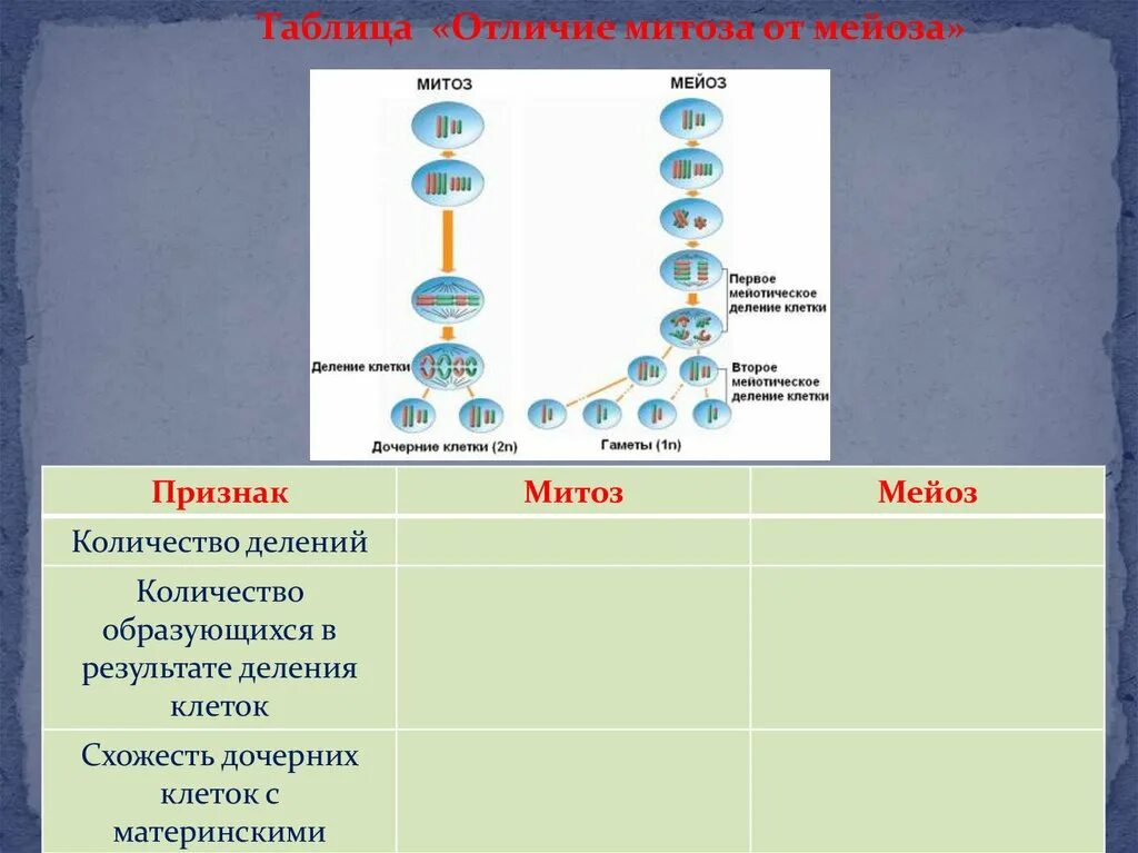 В результате митоза формируется. Деление клетки митоз и мейоз. Количество образовавшихся клеток в митозе и мейозе. Митоз и мейоз таблица. Итог клеточного деления митоза и мейоза.