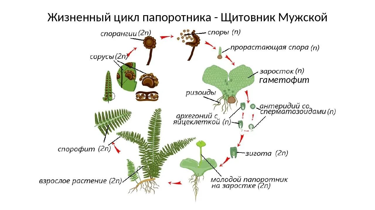 Жизненный цикл папоротника щитовника. Жизненный цикл папоротника щитовника мужского. Жизненный цикл папоротникащитовик мужской. Циклы развития растений папоротники.