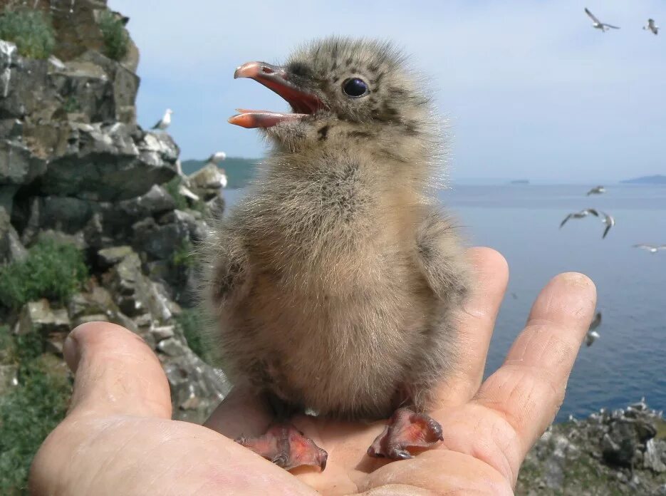 Как зовут детеныша чайки. Детеныш чайки. Морская чайка детеныш. Озерная чайка птенец. Как зовут детеныша чайки.
