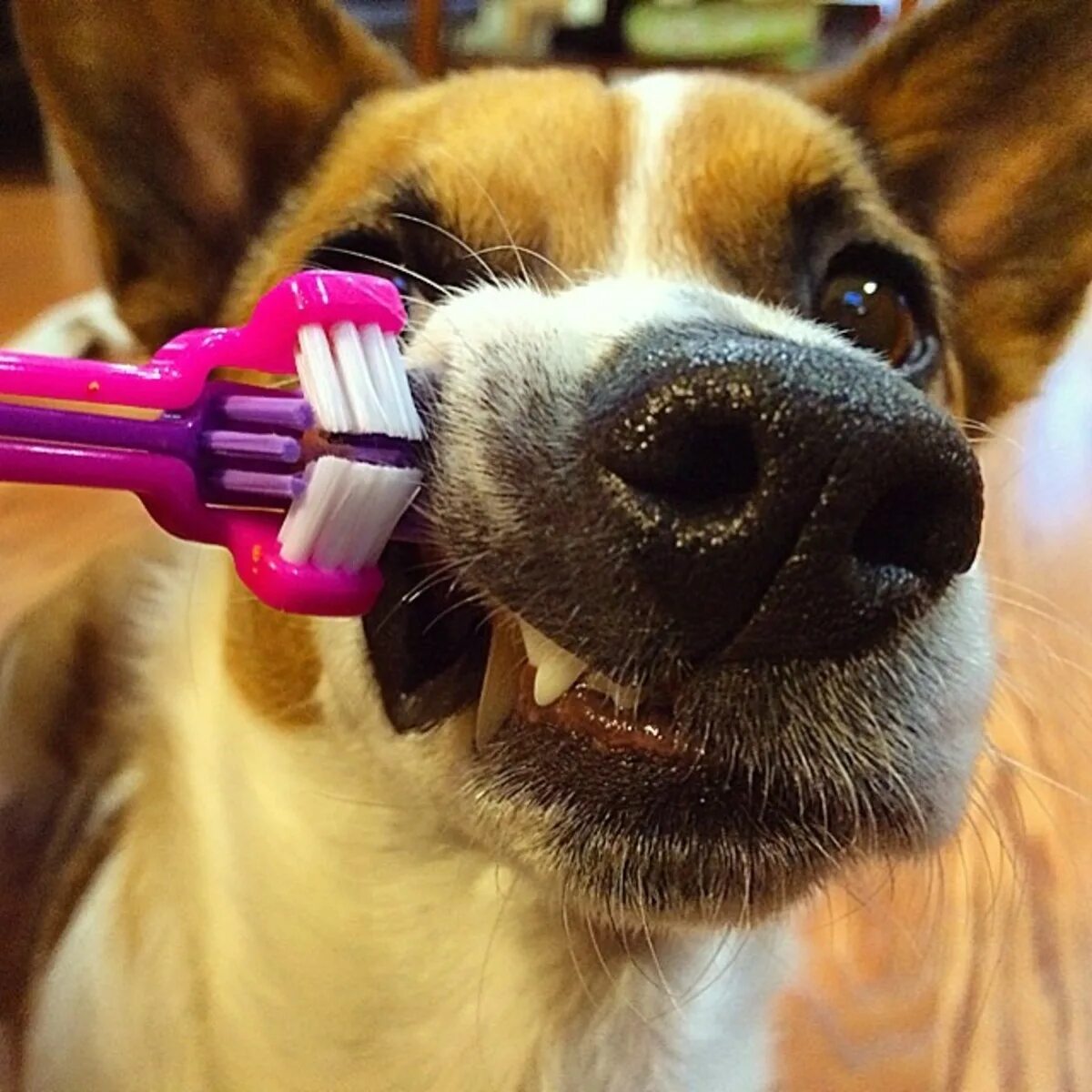 Щенок воняет. Собачка с зубной щёткой. Зубная щётка для собак.