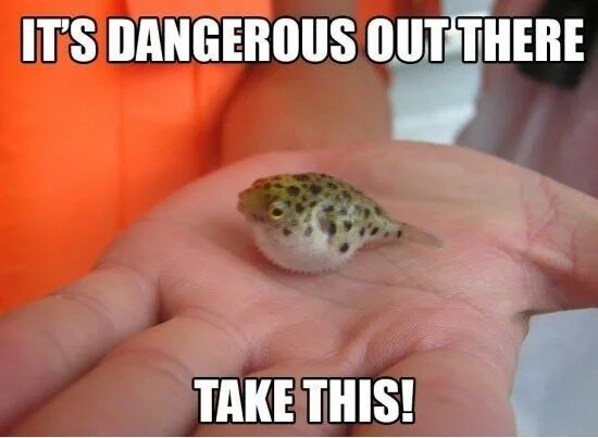 Do not take this. Take this. it s dangerous take this. it&#039;s dangerous to go alone take this. мем its dangerous take this.