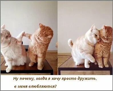 Смешные котики картинки с надписями прикольные