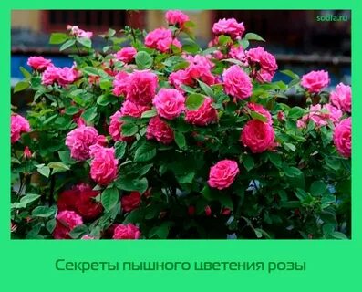 Секрет пышного