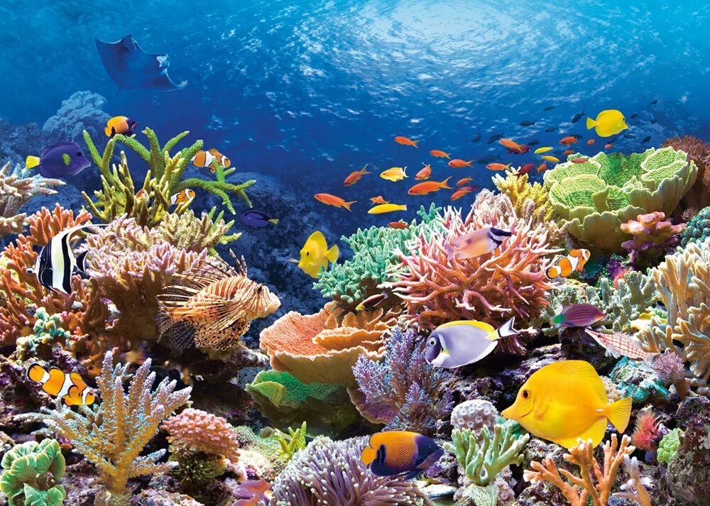 Морской мир россии. Большой Барьерный риф Австралия. Коралловый риф в Шарм Эль Шейхе. Большой Барьерный риф кораллы. Большой Барьерный риф Австралия подводный мир.