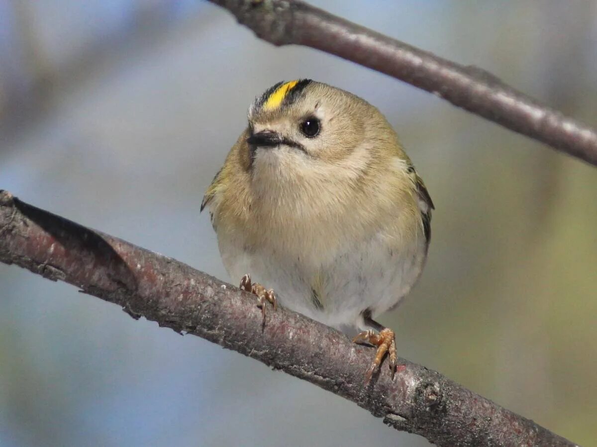 Гнездо желтоголового королька. Воробьинообразные птицы барвинок. Желтоголовый дрозд. Птичка королек птенец. Королёк птичка.