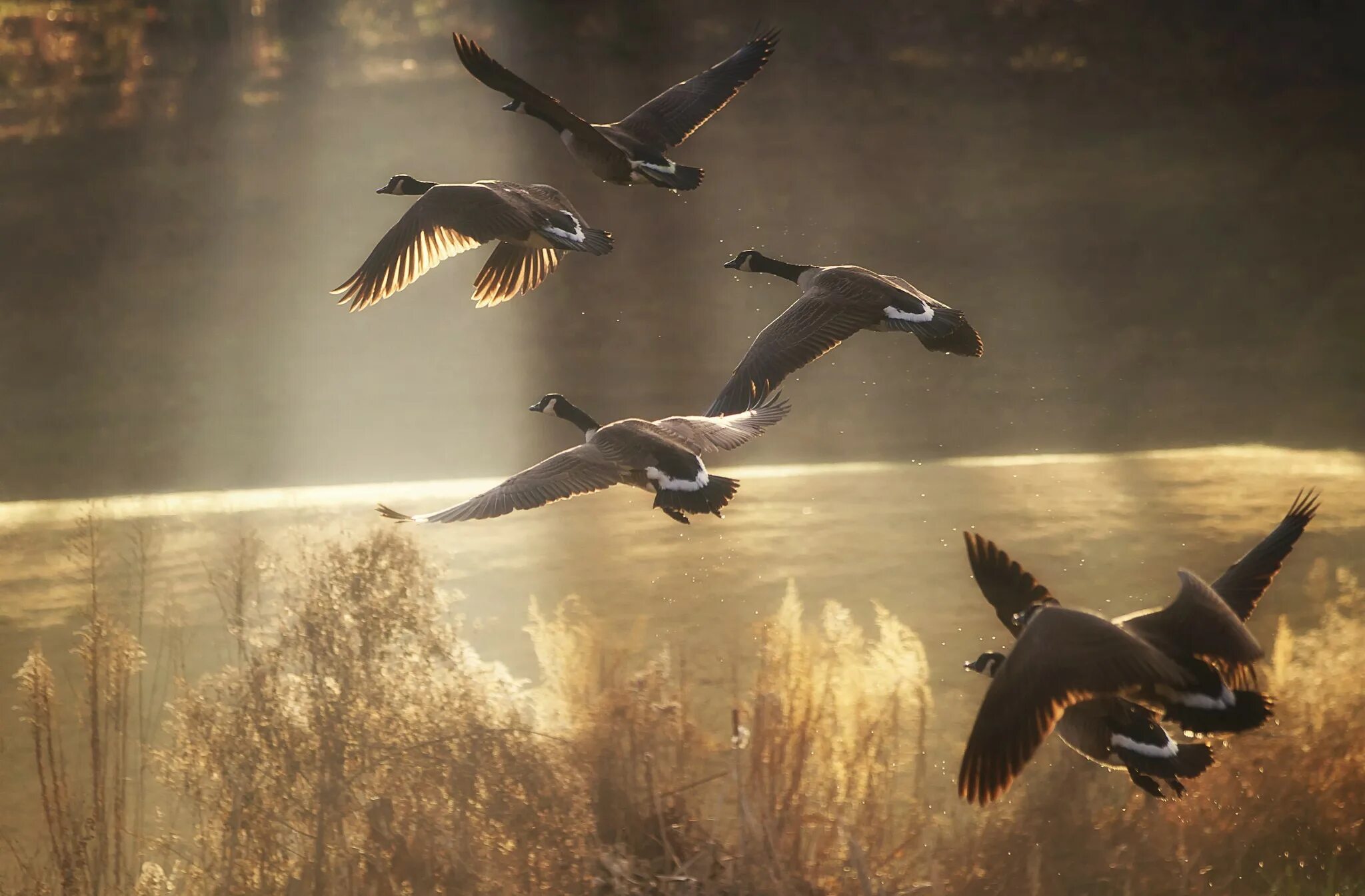 Полет птицы 1988. Птицы улетают. Птицы в полете фото самые красивые. Птицы над озером.