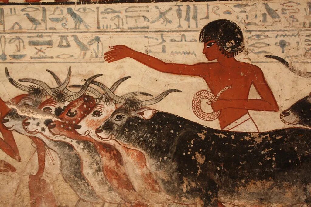 Молоко в древности. Фрески Египет земледелие. Фрески древнего Египта скотоводство. Фреска быки древний Египет. Скот в древнем Египте.