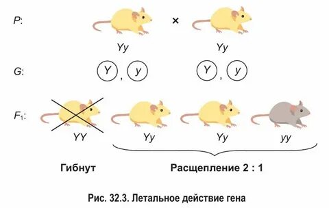 Гомозиготные доминантные серые овцы гибнут