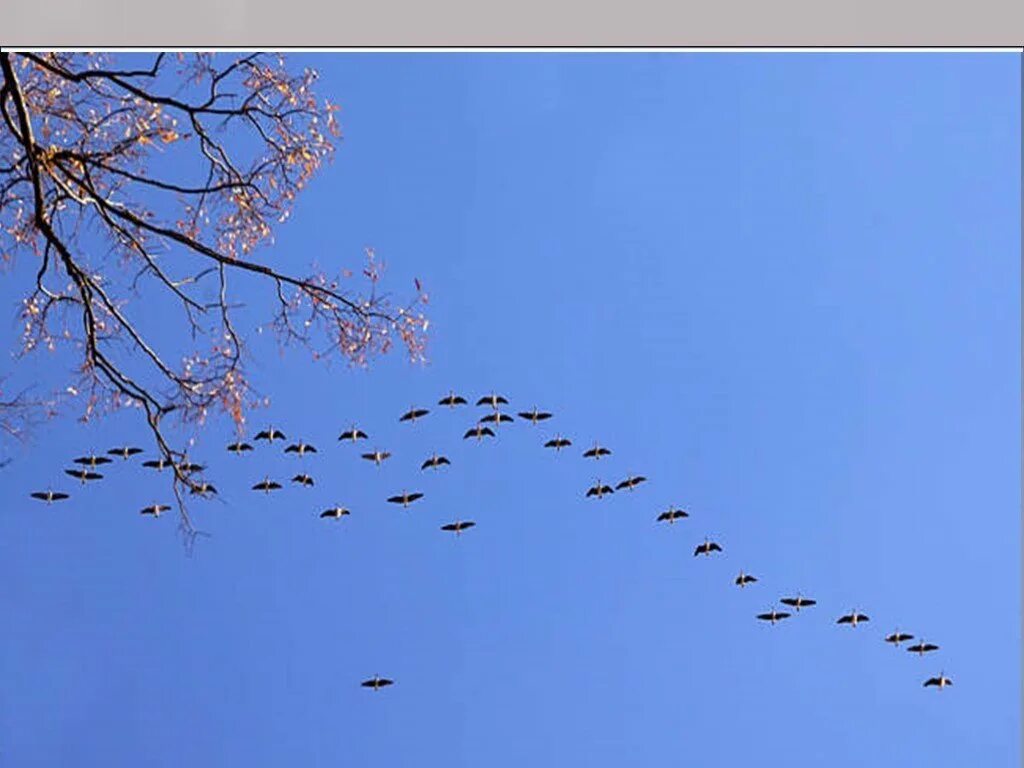 птиц улетают прочь. птиц улетают прочь за синее. птицы улетают за синее море. клин журавлей. бальмонт стаи птиц улетают.