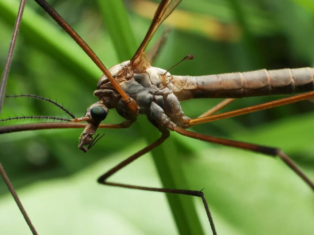 Как называется большой комар. Комар долгоножка. Муха долгоножка. Малярийный комар долгоножка. Комар-долгоножка кольчатая.