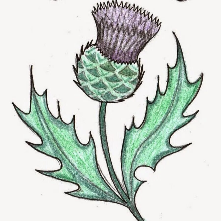 Чертополох символ Шотландии. Цветок чертополоха символ Шотландии. Чертополох символ Шотландии Легенда. Чертополох символ Шотландии рисунок. Scotland plant symbol