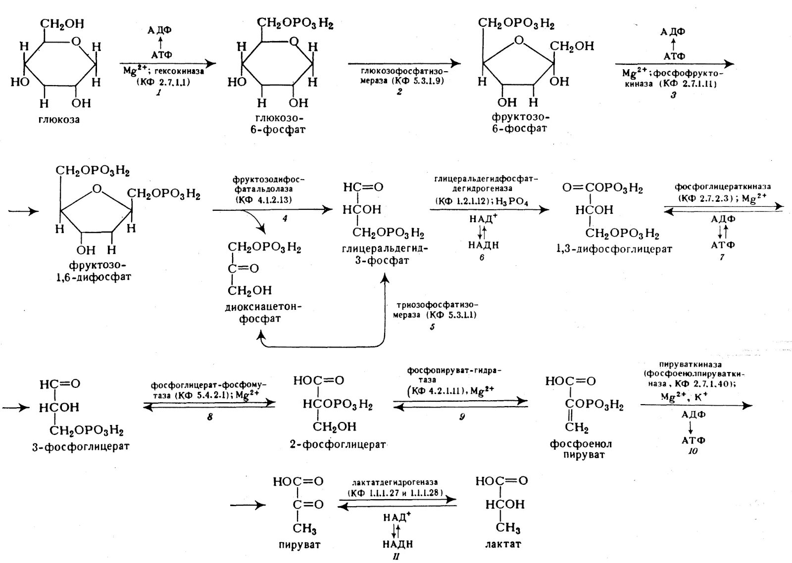 10 Реакций гликолиза биохимия. Анаэробный гликолиз биохимия реакции. Гликолиз схема процесса. Процесс аэробного гликолиза.