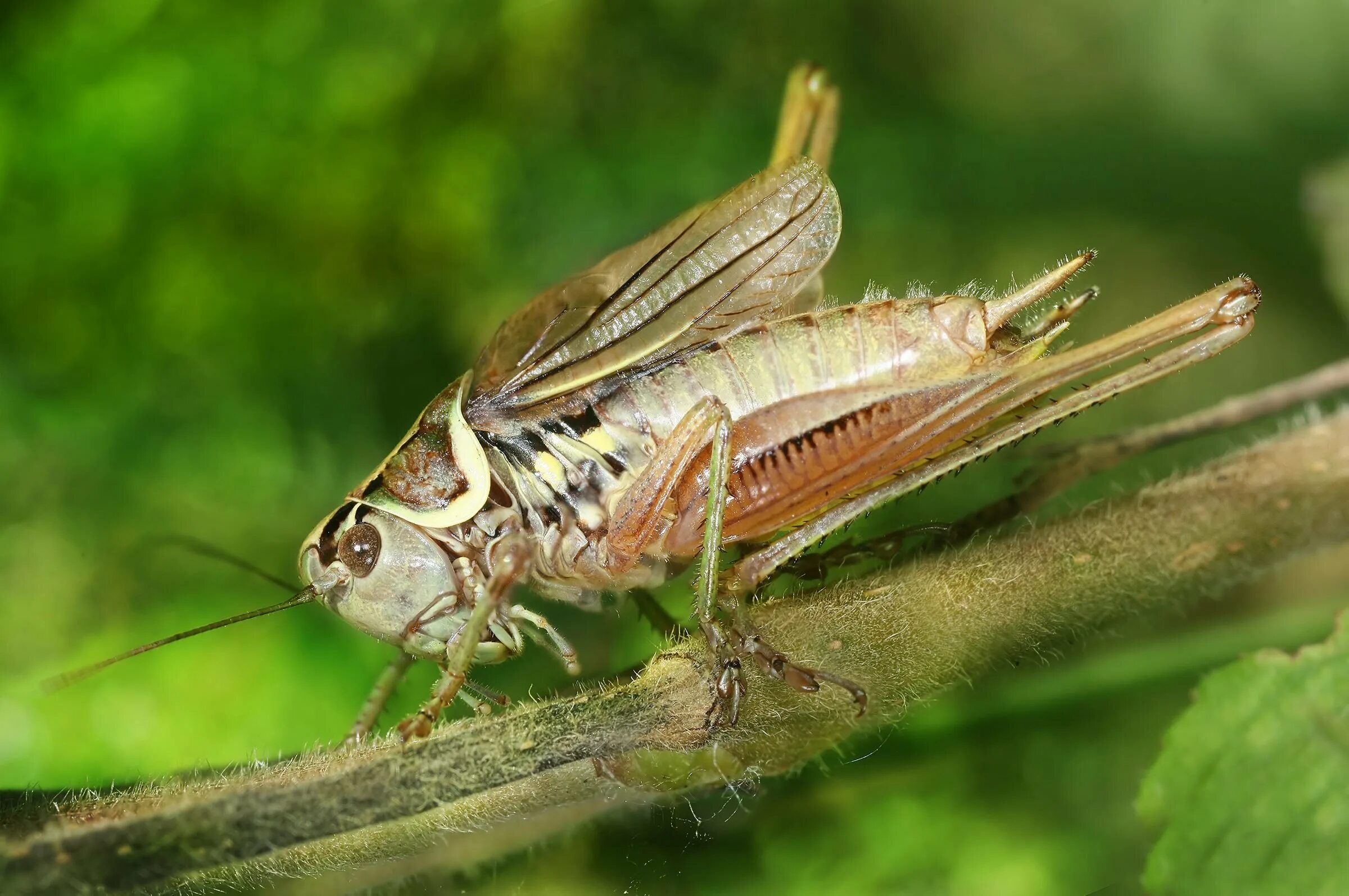 На головном отделе насекомых отряда прямокрылых. Прямокрылые Orthoptera. Отряд Прямокрылые. Прямокрылые Саранча. Отряд Прямокрылые Кузнечики.