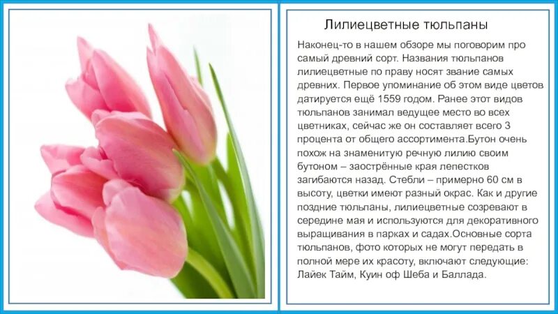 Описание тюльпана. Информация о тюльпане. Доклад про тюльпан. Сообщение о тюльпане. Стихотворение про тюльпаны