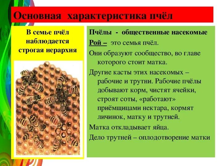 Проект по биологии 7 класс пчелы ПЧЕЛЫ Мага мозг Дзен