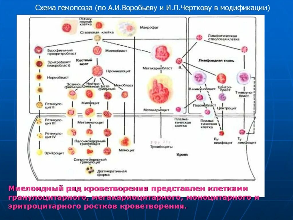 Кровь дифференцировка. Схема кроветворения стволовая клетка. Схема кроветворения из стволовой клетки. Схема кроветворения кровь костный мозг. Схема кроветворения лейкоцитов.