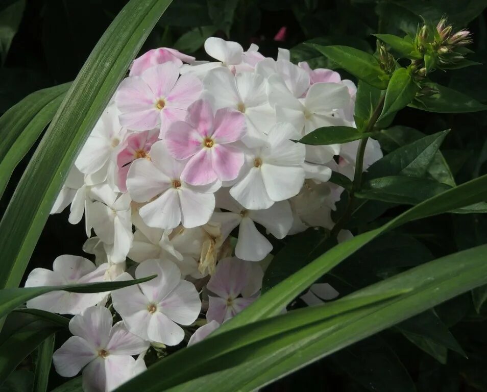 флокс метельчатый зимнее утро. флокс метельчатый зимнее утро. Phlox paniculata зимнее утро. флокс метельчатый зефир. флокс метельчатый морозное утро.